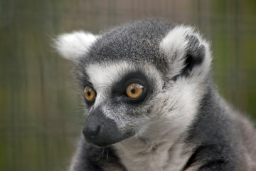 ring-tail lemur portrait