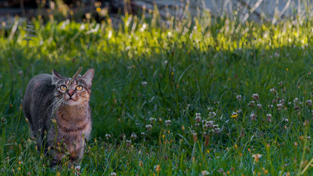 Gata dom&eacute;stica criada en libertad en prado verde en verano cazando.