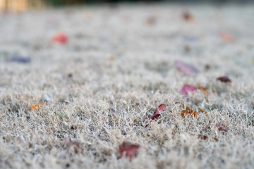 Leaves covering a dormant lawn