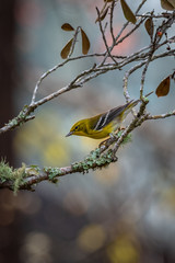 Pine warbler 06