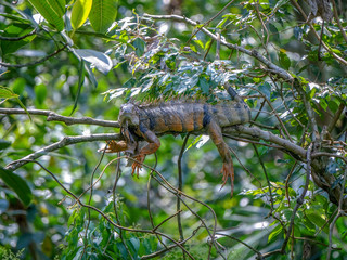 Iguana resting in a tree