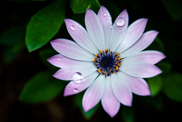 Obraz premium Flor de primavera de colores vivos