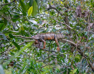 Iguana resting in a tree