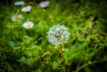 Flor de primavera de colores vivos