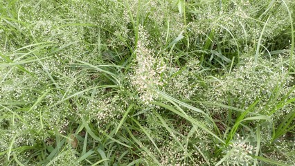 Closeup..green grass  that grow naturally on the ground with small white flowers.