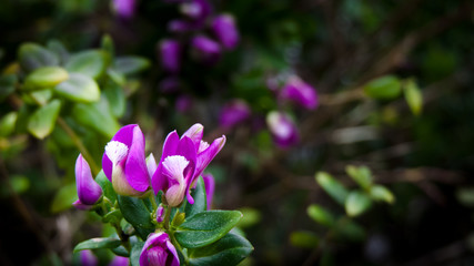 Flor de primavera de colores vivos