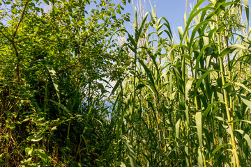 Italy, Cinque Terre, Corniglia, a plant in a forest