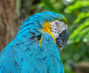 Beautiful Macaw Portrait