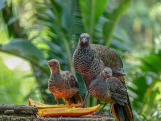 Mother with baby birds