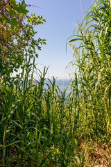 Italy, Cinque Terre, Corniglia, a plant in a forest