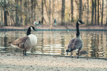 Two Canada Geese at a small pond in Cologne, Germany.