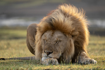 sleeping lion - Powered by Adobe