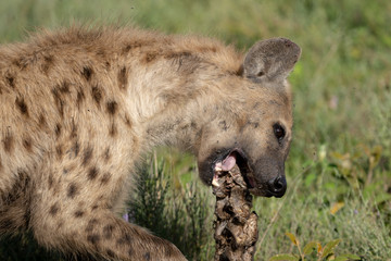 hyena chewing on a bone