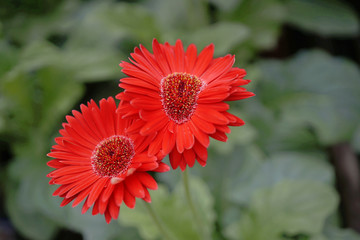 Flower Gerbera Daisy, lovely for Mother's Day and women's day.  