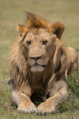 Obraz na płótnie Canvas male lion portrait