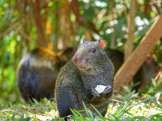 CloseUp picture of an Agouti rodent - Colombian Guatín