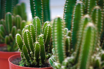  Hedge Cactus in a greenhouse.