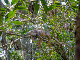 Obraz premium Iguana resting in a tree