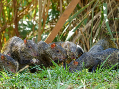CloseUp picture of an Agouti rodent - Colombian Guatín
