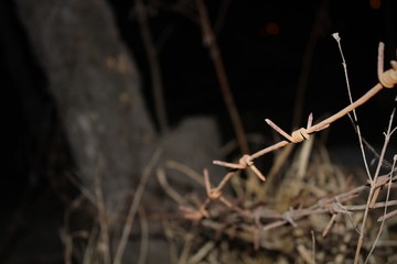 barbed wire