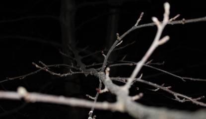 the forest in the dark