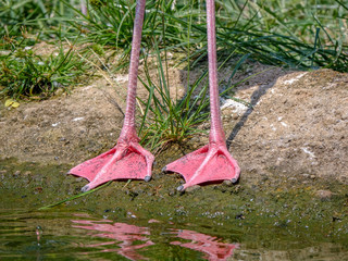 CloseUp picture of a Flamingo's feet © Diegomezr