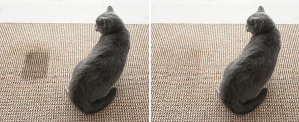 Cute cat on carpet near wet spot