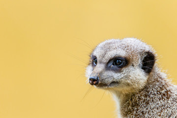 Fototapeta premium meerkat far