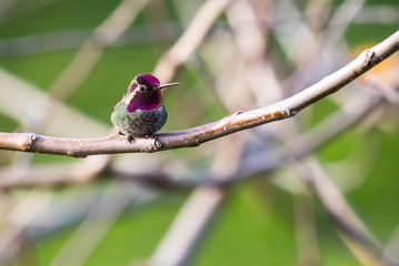 Iridescent Male Anna's Hummingbird Resting on Branch