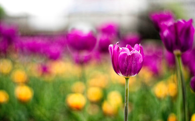 field of pink tulips