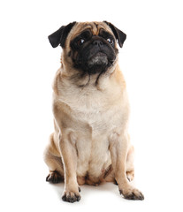 Obraz premium Happy cute pug dog isolated on white