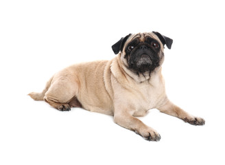 Happy cute pug dog isolated on white