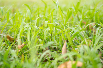 Growing grass background