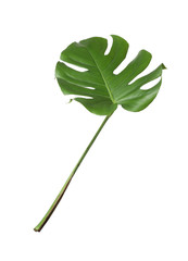 Fototapeta na wymiar Leaf of tropical monstera plant isolated on white