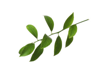 Branch of tropical citrus plant with leaves isolated on white