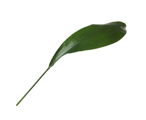 Leaf of tropical aspidistra plant isolated on white