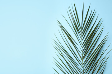 Leaf of tropical palm tree on color background, top view with space for text