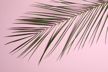 Obraz premium Leaf of tropical palm tree on color background, top view