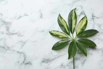 Leaf of tropical schefflera plant on marble background, top view with space for text