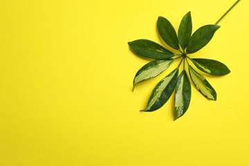 Fototapeta na wymiar Leaf of tropical schefflera plant on color background, top view with space for text