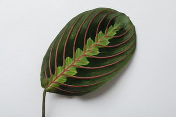 Leaf of tropical maranta plant on white background, top view - obrazy, fototapety, plakaty