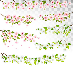Several blossom of cherry and sakura borders. Vector.