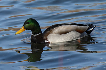 duck in the water