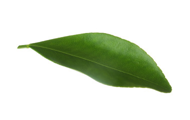 Fototapeta premium Fresh green orange leaf isolated on white