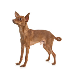 Cute toy terrier isolated on white. Domestic dog