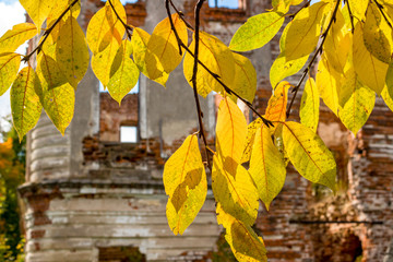 Autumn leaves on the background of the ruins of the old building