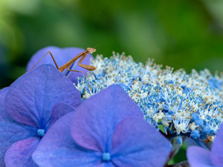 カマキリとアジサイ