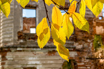 Obraz premium Autumn leaves on the background of the ruins of the old building