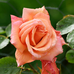 Rose Portrait.