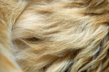 Fur.This animal fur is a variegated red coloring.